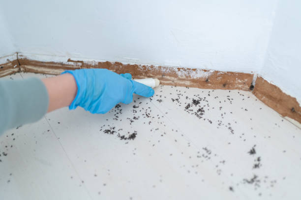 Best Bed Bug Extermination  in Plumsteadville, PA